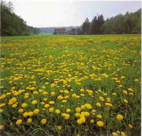 Vogelmühle_Blumenwiese