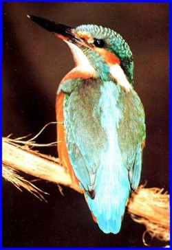 eisvogel