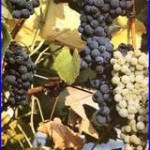 weinbau